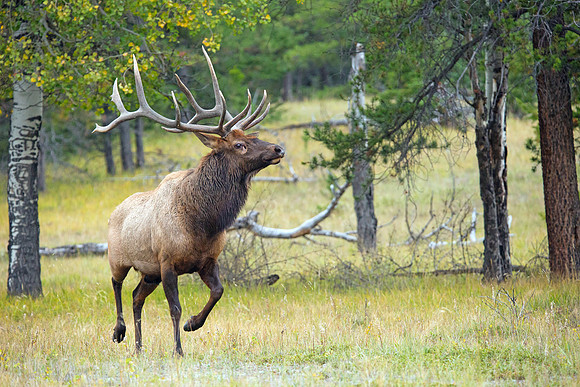 Bull Elk On The Move During Rut - Jasper 2015