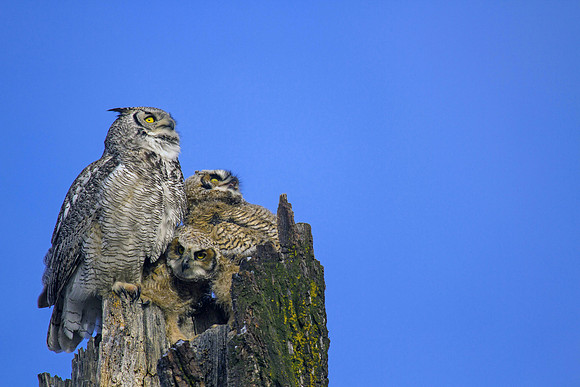 Great Horned Owl Family