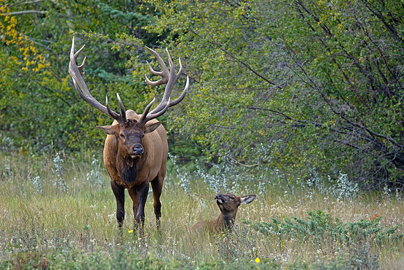 Bull Elk With Young Elk During Rut - Jasper 2016