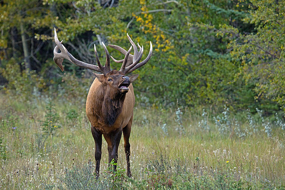 Bull Elk Bugling During Rut - Jasper 2016