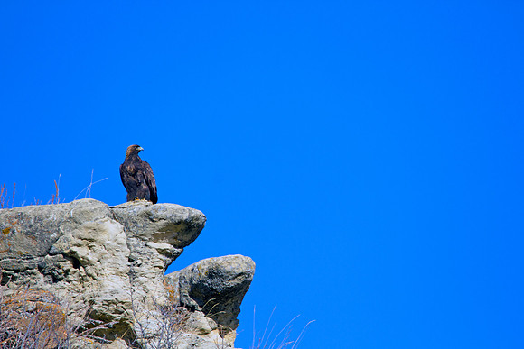 Golden Eagle