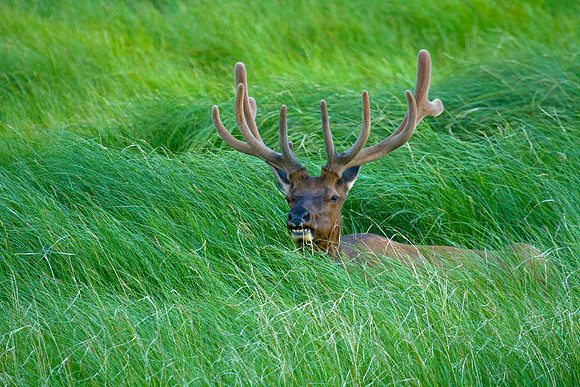 Bull Elk Relaxing
