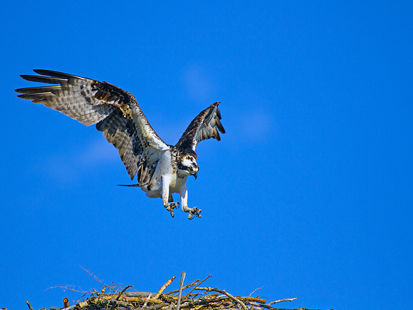 Osprey Coming In For Landing