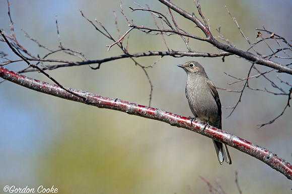 Townsend's Solitaire