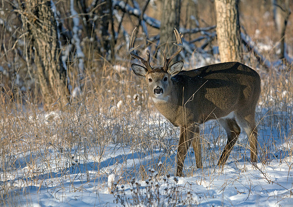 Whitetail Buck