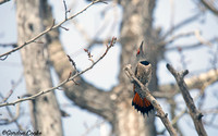 Northern Flicker Posing