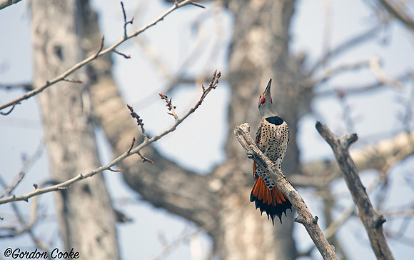 Northern Flicker Posing