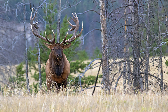 'The Boss" - Bull Elk - Jasper 2017