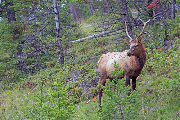 Young Bull Elk - Jasper 2015