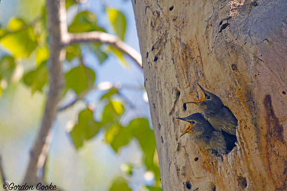 Baby Starlings Calling For Mom