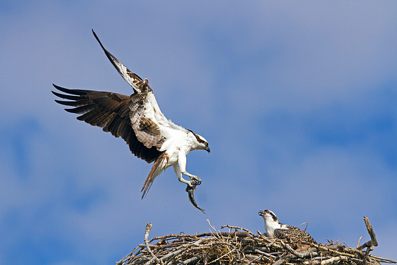 Osprey - Bringing Home The Catch Of The Day