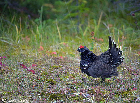 Male Franklin's Grouse