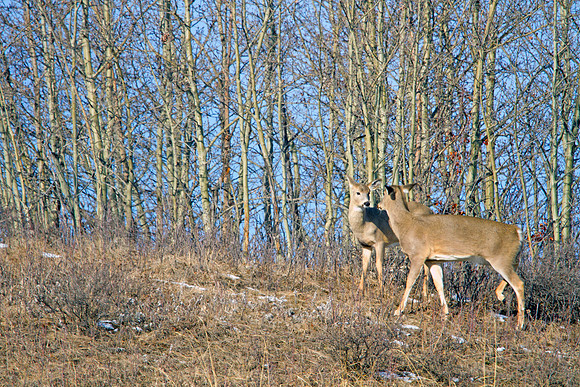 Whitetail Deer - Confrontation
