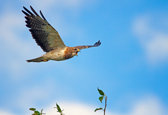 Swainson's Hawk In Flight