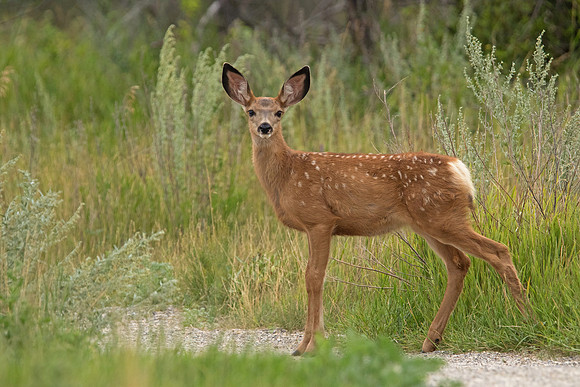 Mule Deer Fawn Posing