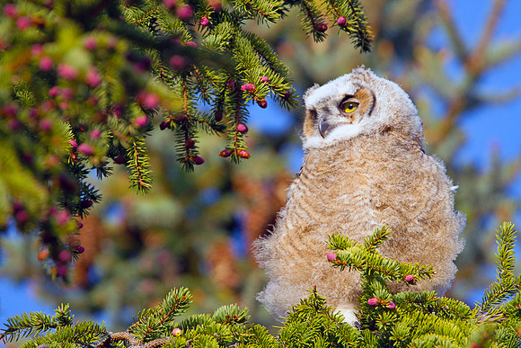 Baby Great Horned Owl