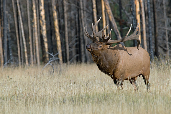 'The Boss" - Bull Elk - Jasper 2017