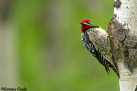Yellow-bellied Sapsucker