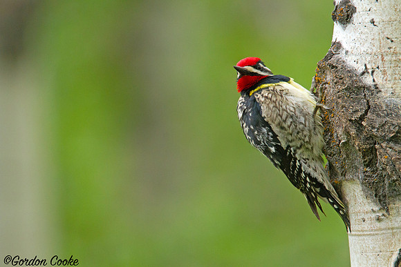 Yellow-bellied Sapsucker