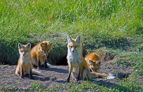 Red Fox Vixen & Her Kits