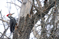 Pileated Woodpecker