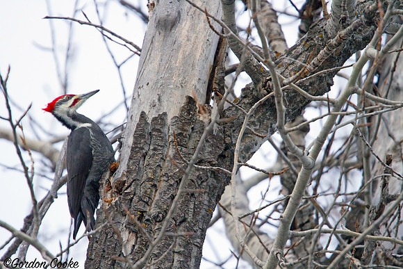 Pileated Woodpecker