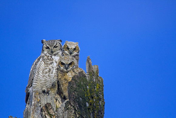 Great Horned Owl Family