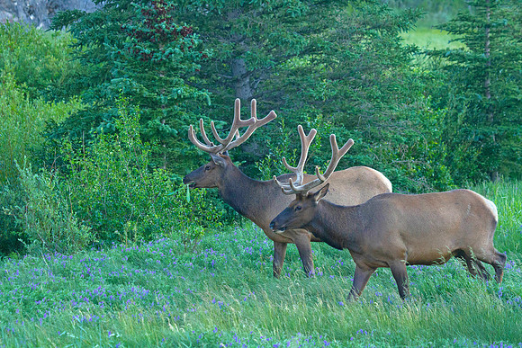 Bull Elk