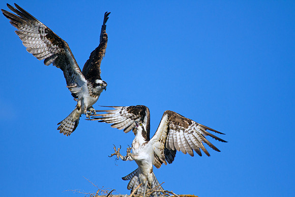 Battling Ospreys