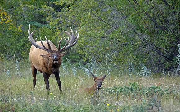 Bull Elk With Young Elk During Rut - Jasper 2016
