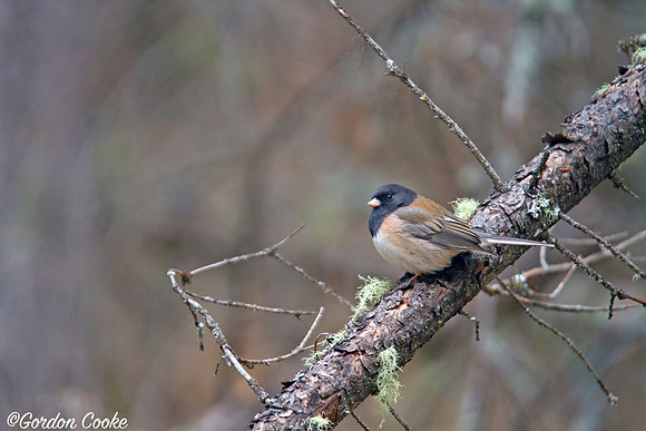 Dark-eyed Junco (Oregon variety)
