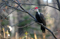 Pileated Woodpecker