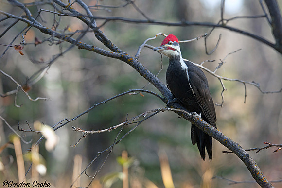 Pileated Woodpecker