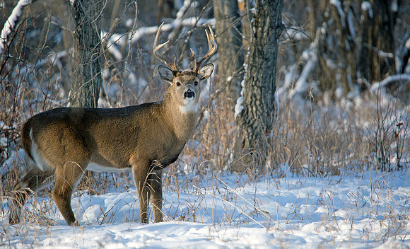 Whitetail Buck