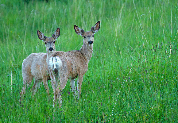 Pair Of Young Mule Deer Bucks