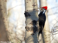 Pileated Woodpecker