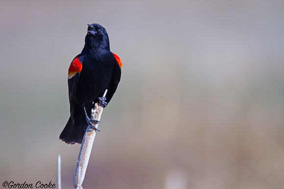Male Red-winged Blackbird - Profile