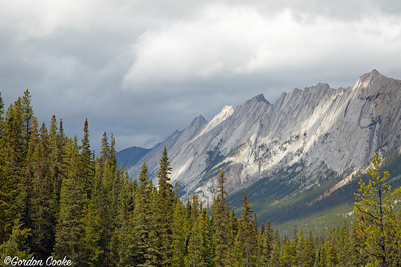 Jasper - 2015