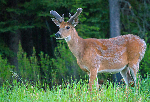 Whitetail Buck