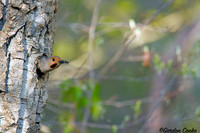 Northern Flicker