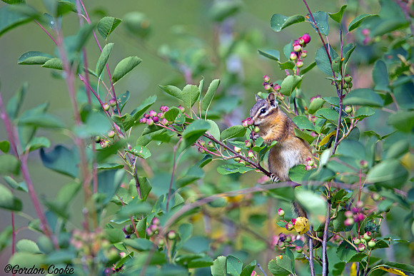 Least Chipmunk Enjoying Berries