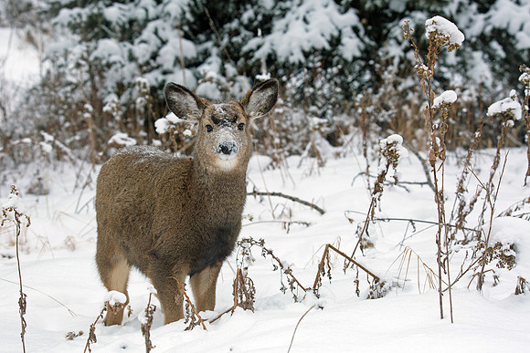 Frosty Mule Deer