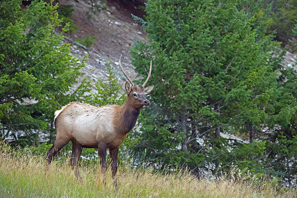 Young Bull Elk - Jasper 2015