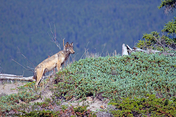 Lone Wolf - Jasper National Park