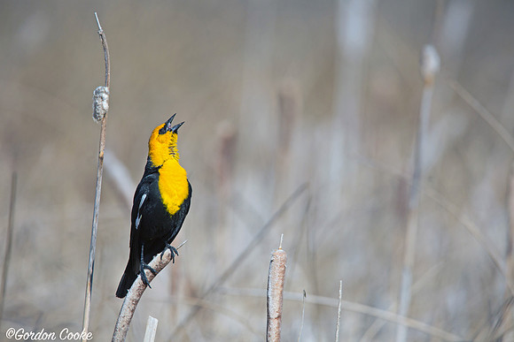 Male Yellow-headed Blackbird