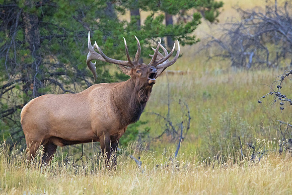 'The Boss" - Bull Elk Bugling - Jasper 2017