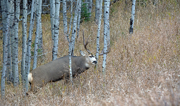 Mule Deer Buck Marking His Territory