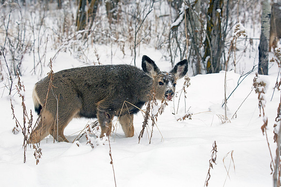 Frosty Mule Deer Feeding