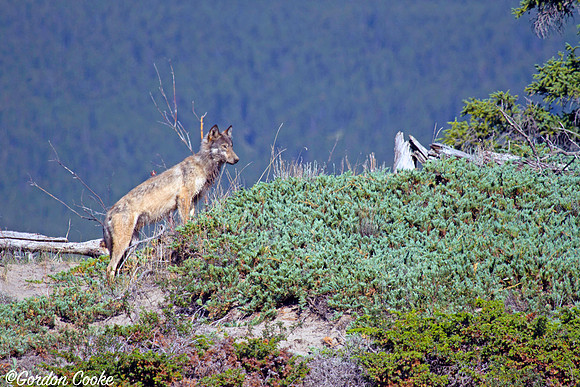 Lone Wolf - Jasper National Park