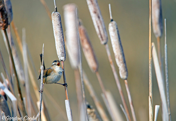Marsh Wren